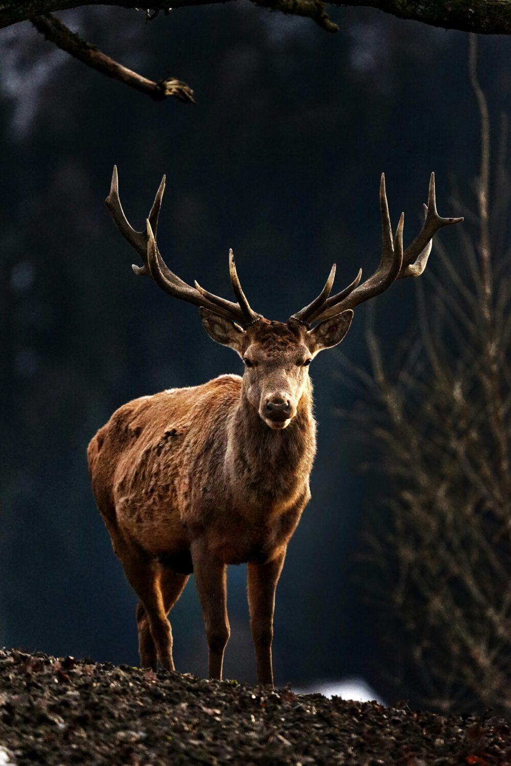 A majestic stag with large antlers stands in the forest.
